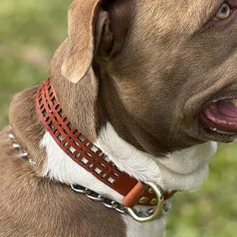 Coleira de couro para cachorro Pet Cher Jade - Código 4