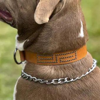 Coleira de couro para cachorro Pet Cher Max - Código 5