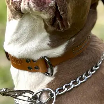 Coleira de couro para cachorro Pet Cher Max