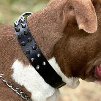 Coleira de couro para cachorro Pet Cher Tyson - Código 8